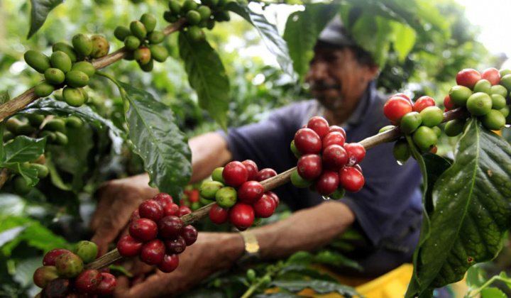 Giá cà phê ngày 27/4: Duy trì mốc dưới 52.000 đồng/kg