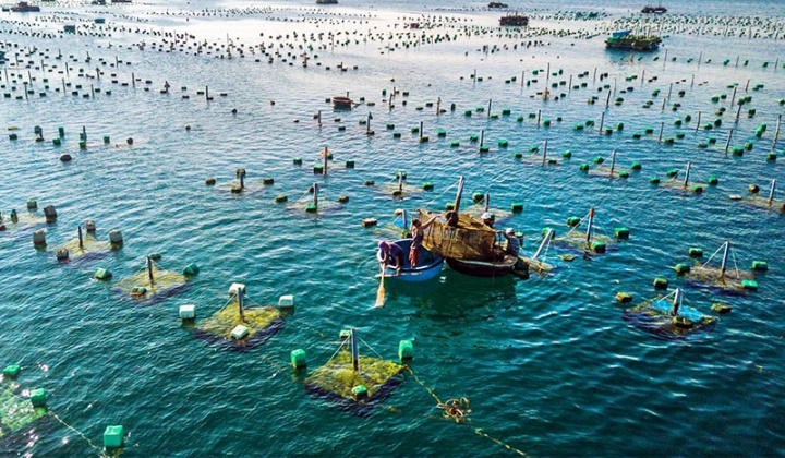 Nghiên cứu đo độ đục của nước trong nuôi trồng thủy hải sản bằng công nghệ xử lý ảnh