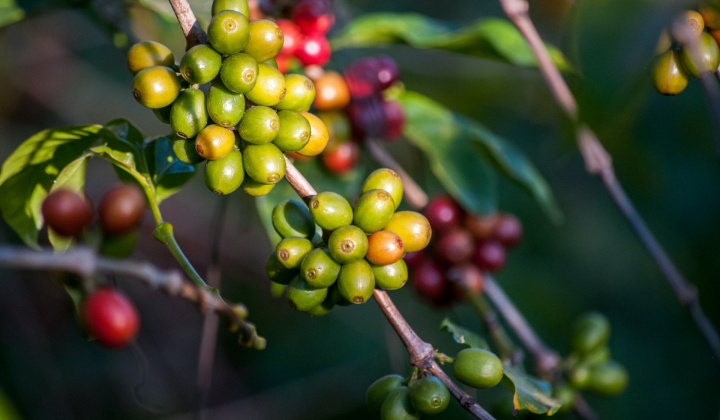 Số hóa để cà phê tiếp bước vào thị trường EU