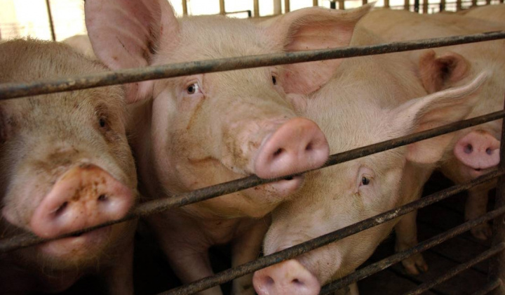 Giá lợn hơi ngày 9/5: Tăng 1.000 - 2.000 đồng/kg tại nhiều địa phương