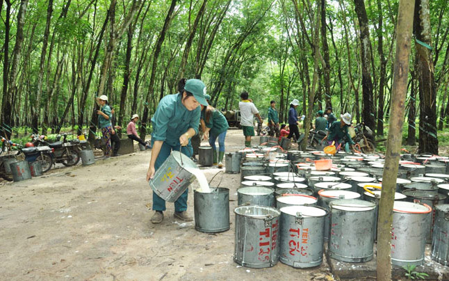 Giá cao su ngày 12/5: Sắc đỏ bao trùm các sàn giao dịch châu Á