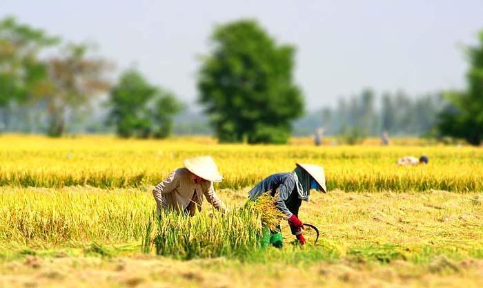 Thủ tướng yêu cầu chủ động các biện pháp ứng phó với nguy cơ nắng nóng, hạn hán, xâm nhập mặn