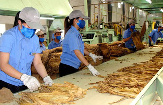 Chính thức công bố hạn ngạch thuế quan nhập khẩu thuốc lá nguyên liệu năm 2023