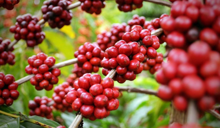 Giá cà phê ngày 19/5: Tiếp tục xu hướng tăng, cao nhất gần 58.000 đồng/kg
