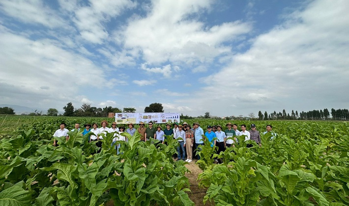 Phát triển vùng trồng nguyên liệu thuốc lá: Cơ hội và thách thức