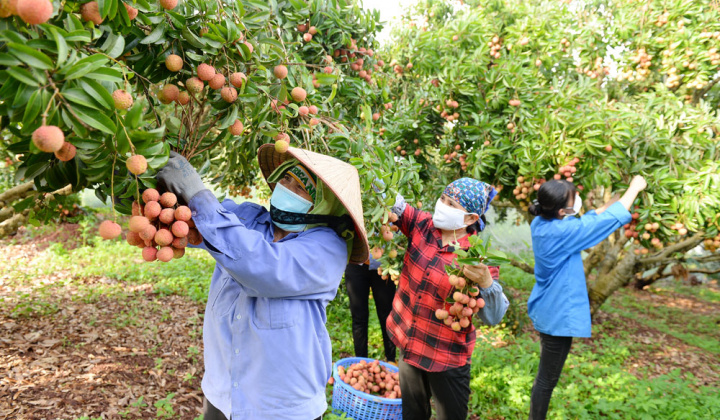 Hỗ trợ xúc tiến tiêu thụ vải thiều Bắc Giang một cách bài bản