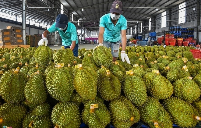 Thêm 47 mã số vùng trồng sầu riêng đủ tiêu chuẩn xuất khẩu sang Trung Quốc