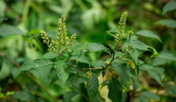 Tiềm năng và giải pháp phát triển cây dược liệu trên địa bàn tỉnh An Giang