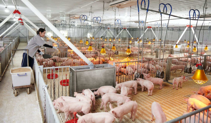 Giá lợn hơi ngày 5/5: Tăng, giảm trái chiều, cao nhất 55.000 đồng/kg