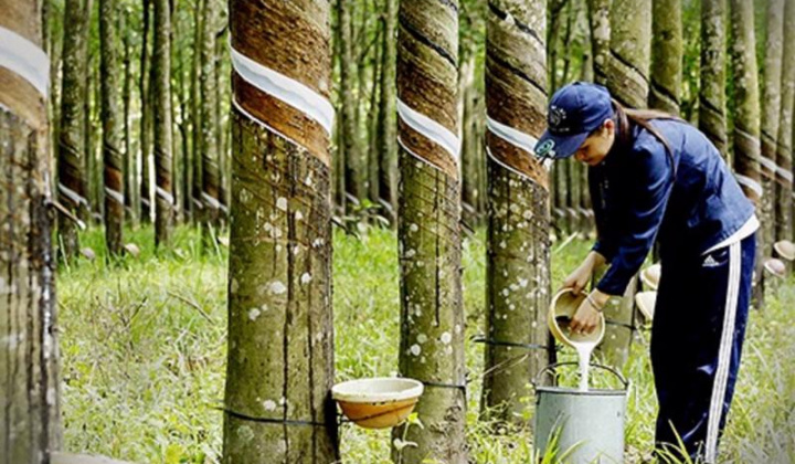 Lo ngại thiếu hụt nguồn cung có thể thúc đẩy đà tăng giá cao su thế giới