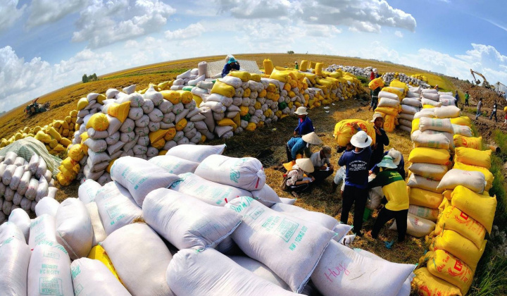 Tăng cường các giải pháp thúc đẩy sản xuất, xuất khẩu gạo