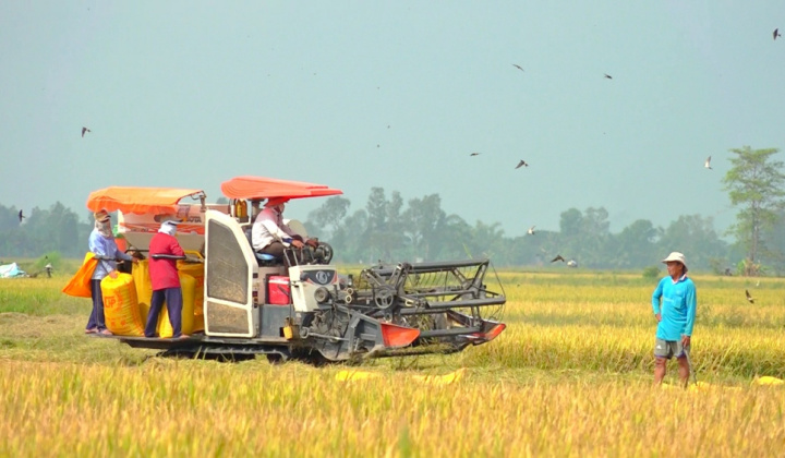 Giá gạo xuất khẩu Việt Nam tiếp tục neo quanh ngưỡng cao kỷ lục, hiện tượng El Nino chính thức xuất hiện