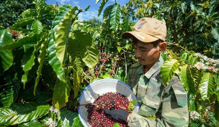 Giá cà phê 17/6: Giảm nhẹ tại cả thị trường trong nước và quốc tế