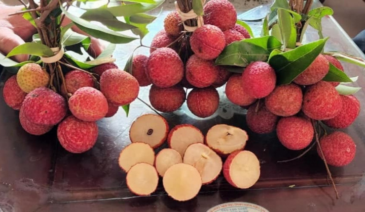 Vải không hạt Việt Nam lần đầu ra mắt thị trường Anh