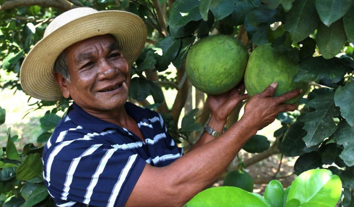 Bưởi Phước Bình (Ninh Thuận) tự tin xuất khẩu chính ngạch sang Hoa Kỳ