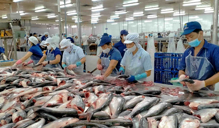 Thuỷ sản Nam Việt: Dự kiến lợi nhuận năm nay giảm 35%, chia cổ tức bằng tiền với tỷ lệ 10%