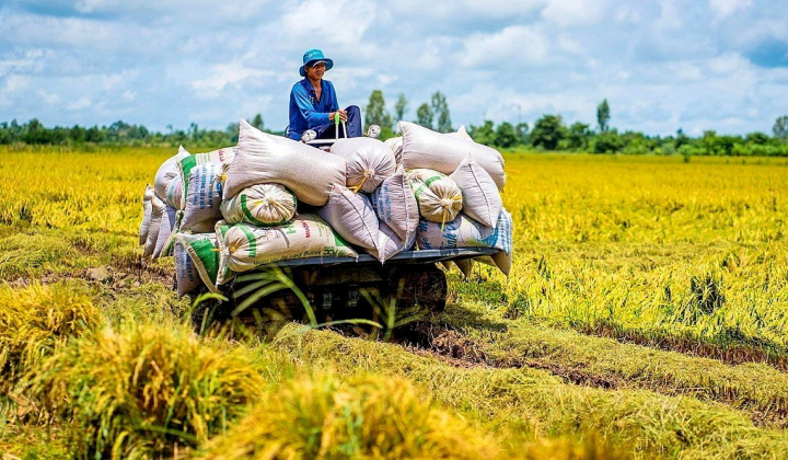 Nguồn cung khan hiếm, giá gạo xuất khẩu Việt Nam tiếp tục tăng