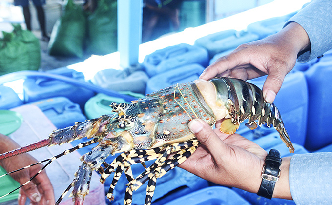 Khánh Hòa đặt mục tiêu phát triển ngành thủy sản toàn diện, bền vững