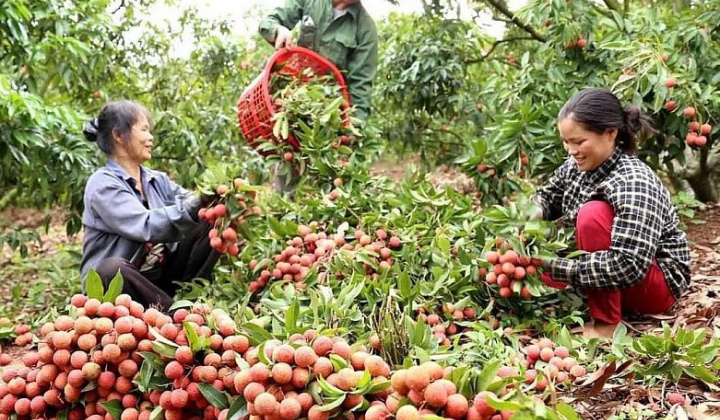 Đa dạng các hoạt động xúc tiến tiêu thụ, vải thiều "phủ sóng" nội địa