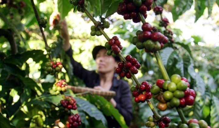 Giá cà phê hôm nay 29/6: Giảm mạnh, nhiều vùng trồng cà phê đối mặt nguy cơ bị cấm nhập khẩu vào EU
