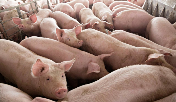 Giá heo hơi hôm nay 30/6: Lên mức cao nhất từ đầu năm đến nay, nông dân thận trọng tái đàn