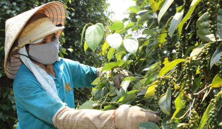 Giá tiêu hôm nay 30/6: Tiếp tục giảm, cảnh báo ngành tiêu Việt Nam trước nguy cơ thoái trào
