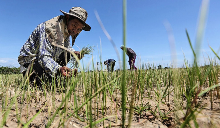 Sản lượng lúa gạo của Thái Lan năm nay có thể giảm do El Nino