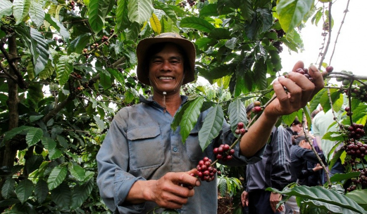 Giá cà phê hôm nay 10/7: Neo quanh mức cao nhất 15 năm, cà phê Việt Nam sẽ đáp ứng tốt quy định EU