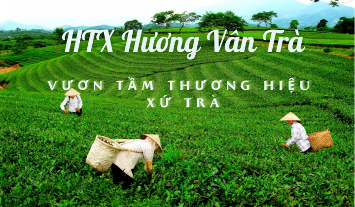 HTX Hương Vân Trà: Vươn tầm thương hiệu xứ trà