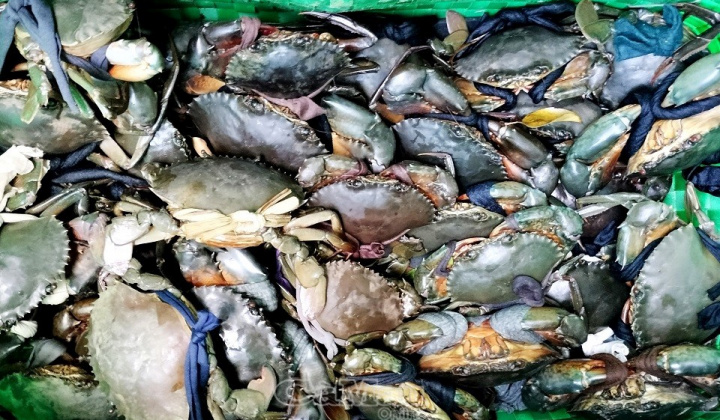 Cà Mau tìm hướng đi đột phá cho sản phẩm Cua