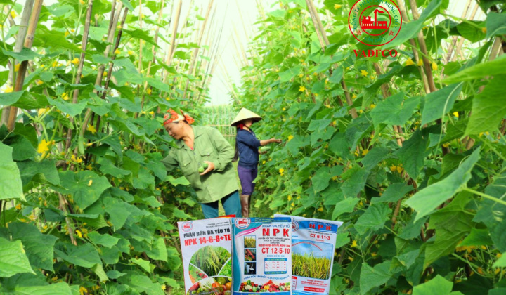 Phân bón Văn Điển: Lựa chọn thích hợp cho vùng chuyên canh rau sạch Hà Nội