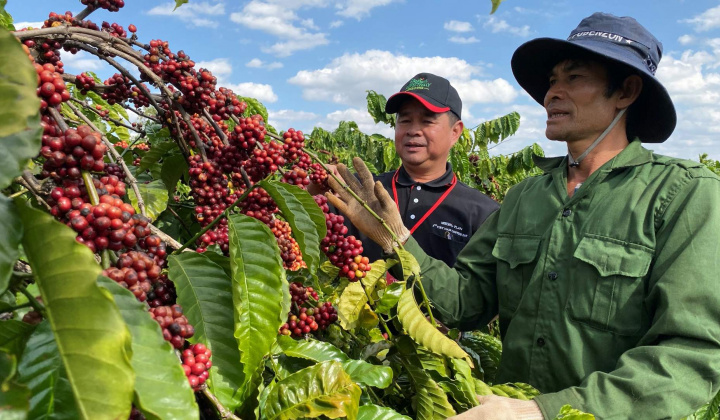 Giá cà phê hôm nay 15/7: Giá xuất khẩu của Việt Nam lên mức cao nhất 10 năm qua
