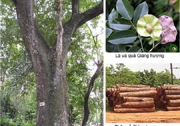 Khám phá loại gỗ quý giá đắt ngang “kim cương” ở Việt Nam