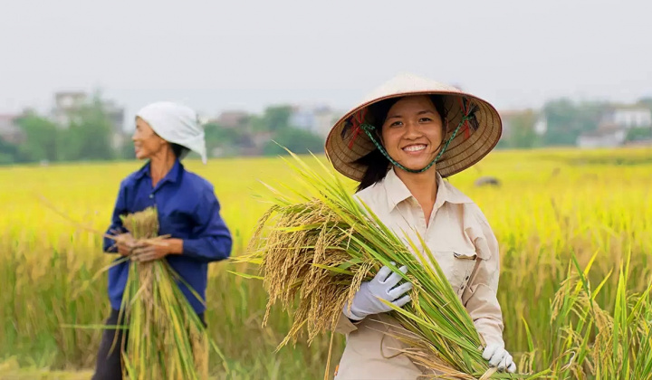Gạo Trung An (TAR): Liên tiếp trúng thầu xuất khẩu gạo sang Hàn Quốc, cổ phiếu tăng 49%