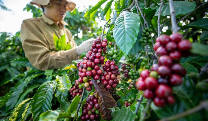 Giá cà phê hôm nay 17/7: Giữ ổn định, dự báo thị trường thời gian tới sẽ thuận lợi hơn