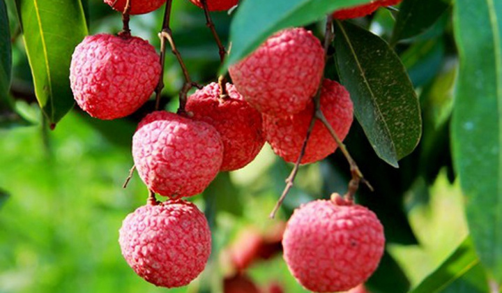 Thưởng thức vải tươi, trúng thưởng vé máy bay khứ hồi Australia - Việt Nam