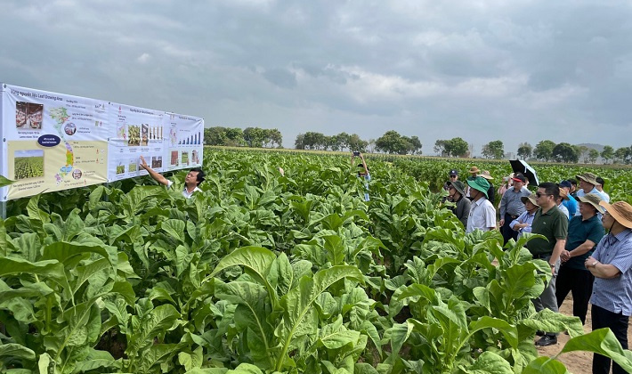 Dự án Chín ngọn “Ripe top” project
