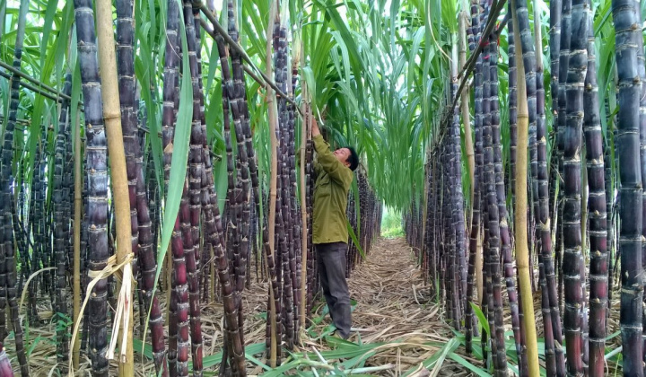 Giá đường thế giới phục hồi 11%, liệu cổ phiếu QNS, LSS, SLS có bước vào đợt tăng mới?