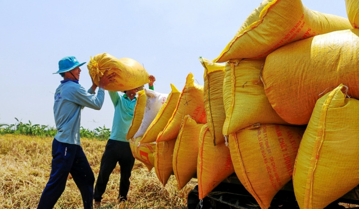 Giá gạo xuất khẩu liên tục phá kỷ lục, cổ phiếu ngành gạo nào sẽ “đón sóng”?