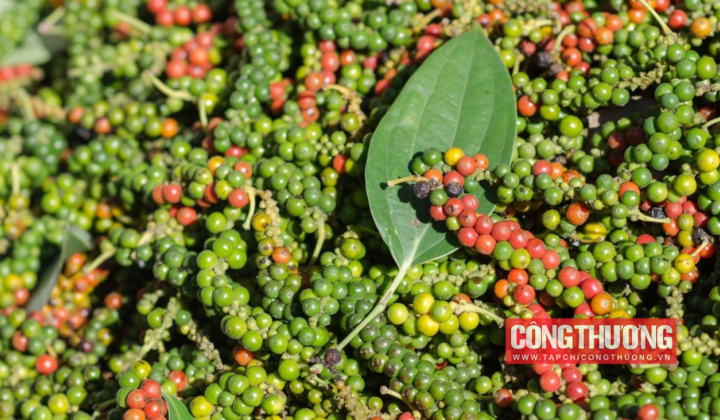 Giá tiêu hôm nay 26/7: Đi ngang, dự báo Ấn Độ tăng cường mua tiêu thời gian tới