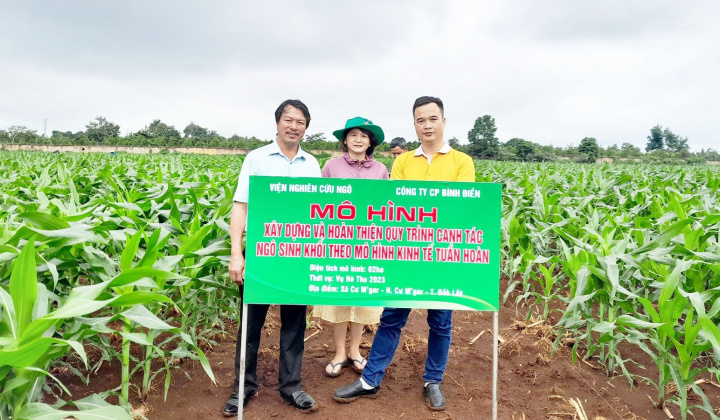 Phân bón Bình Điền phối hợp triển khai canh tác ngô sinh khối theo kinh tế tuần hoàn