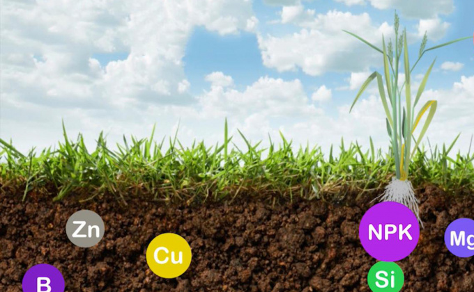 Kỹ thuật tối ưu sử dụng phân bón Văn Điển cho cây lúa mùa sớm