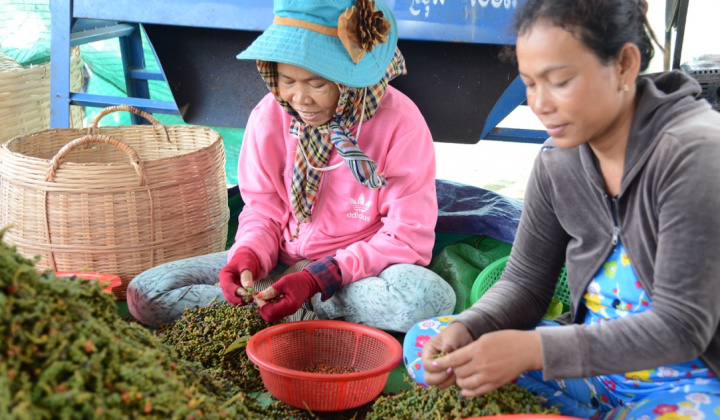 Giá tiêu hôm nay 5/7: Đi ngang, Trung Quốc có thể đã mua gần đủ nguồn hàng