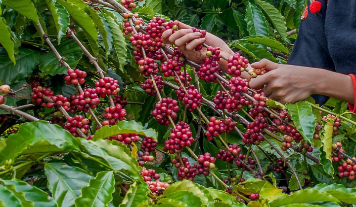 Giá cà phê hôm nay 7/7: Lên cao nhất 15 năm, cảnh báo giá cà phê Robusta có thể quay đầu giảm