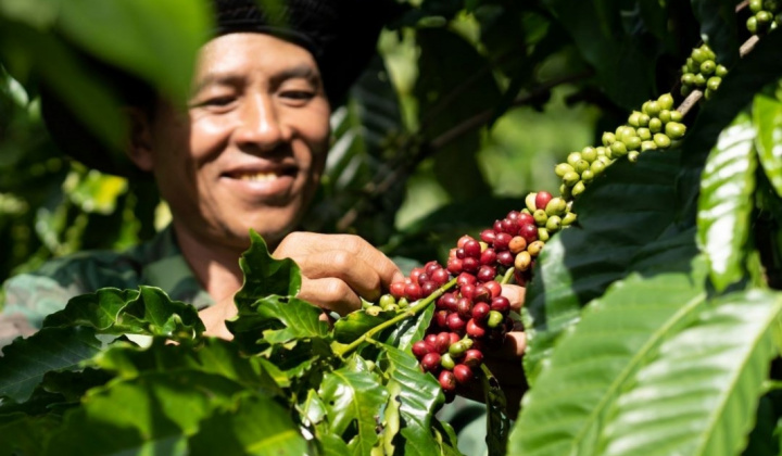 Giá cà phê hôm nay 8/7: Bất ngờ tăng 2.000 đồng/kg, dự trữ Robusta trên thế giới giảm mạnh
