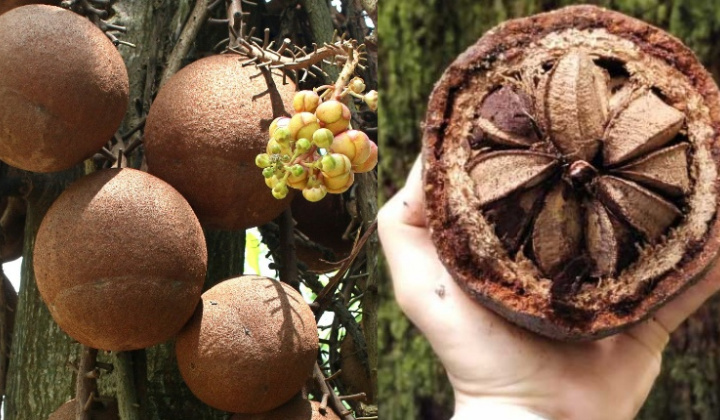 Khám phá loại hạt được gọi là “thần dược” nhiều người chưa biết