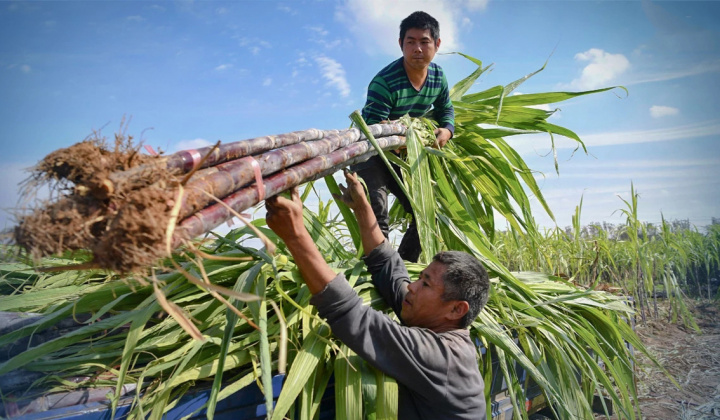 9 doanh nghiệp đường mía Thái Lan được giảm thuế chống bán phá giá khi xuất khẩu vào Việt Nam