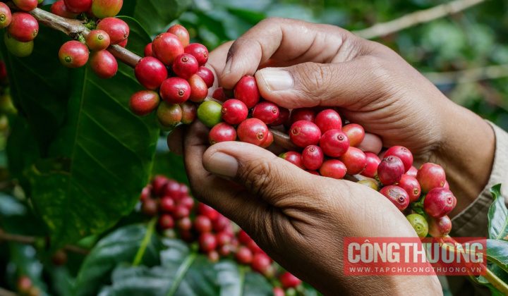 Giá cà phê hôm nay 8/8: Bật tăng, chạm mốc cao lịch sử 68.000 đồng/kg