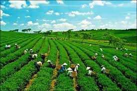 Nghiên cứu phương pháp xây dựng kế hoạch tăng trưởng xanh cho địa phương