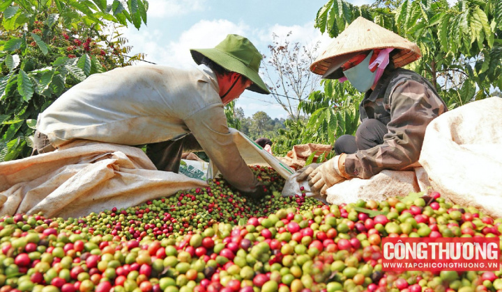 Giá cà phê hôm nay 11/8: Tiếp tục giảm, áp lực gia tăng nguồn cung Robusta từ Brazil